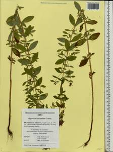 Hypericum maculatum, Eastern Europe, Northern region (E1) (Russia)