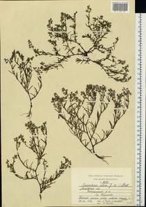 Spergularia marina (L.) Besser, Eastern Europe, Moscow region (E4a) (Russia)