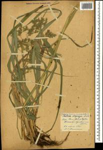 Festuca drymeja Mert. & W.D.J.Koch, Caucasus, Georgia (K4) (Georgia)