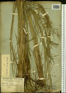 Neotrinia splendens (Trin.) M.Nobis, P.D.Gudkova & A.Nowak, Siberia, Baikal & Transbaikal region (S4) (Russia)