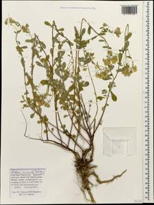 Odontarrhena muralis (Waldst. & Kit.) Endl., Caucasus, Stavropol Krai, Karachay-Cherkessia & Kabardino-Balkaria (K1b) (Russia)