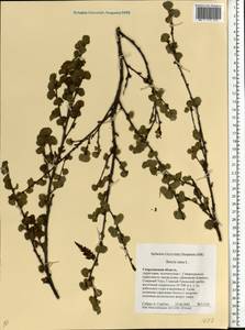 Betula nana L., Eastern Europe, Eastern region (E10) (Russia)