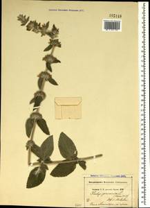 Stachys germanica L., Crimea (KRYM) (Russia)