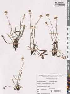 Antennaria lanata (Hook.) Greene, Siberia, Chukotka & Kamchatka (S7) (Russia)