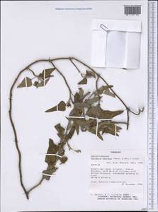 Araujia odorata (Hook. & Arn.) Fontella & Goyder, America (AMER) (Paraguay)