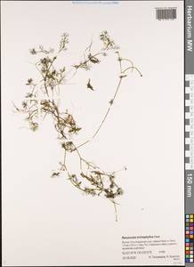 Ranunculus trichophyllus Chaix, Siberia, Yakutia (S5) (Russia)