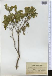 Wikstroemia alberti (Regel) Mottet, Middle Asia, Western Tian Shan & Karatau (M3) (Uzbekistan)