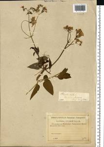 Clematis recta L., Eastern Europe, Central region (E4) (Russia)