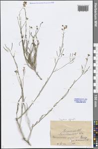 Sisymbrium polymorphum (Murray) Roth, Middle Asia, Caspian Ustyurt & Northern Aralia (M8) (Kazakhstan)