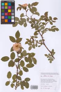 Rosa balsamica Besser, Eastern Europe, Lower Volga region (E9) (Russia)