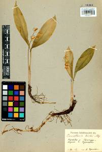 Convallaria keiskei Miq., Siberia, Baikal & Transbaikal region (S4) (Russia)