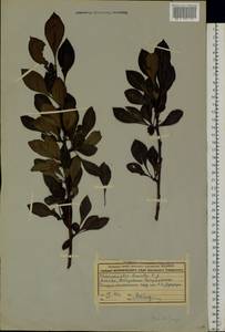Chaenomeles japonica (Thunb.) Lindl. ex Spach, Botanic gardens and arboreta (GARD) (Russia)
