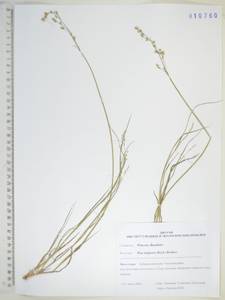 Poa versicolor Besser, Siberia, Russian Far East (S6) (Russia)