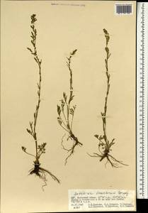 Artemisia desertorum Spreng., Mongolia (MONG) (Mongolia)