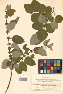 Salix pyrolifolia Ledeb., Siberia, Russian Far East (S6) (Russia)