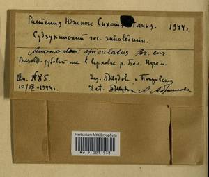 Anomodontopsis rugelii (Müll. Hal.) Ignatov & Fedosov, Bryophytes, Bryophytes - Russian Far East (excl. Chukotka & Kamchatka) (B20) (Russia)