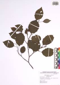Alnus incana (L.) Moench, Eastern Europe, Central region (E4) (Russia)