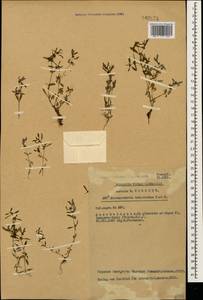 Oldenlandia capensis var. pleiosepala Bremek., Caucasus, Azerbaijan (K6) (Azerbaijan)