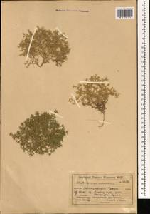 Ceratocarpus arenarius L., Mongolia (MONG) (Mongolia)