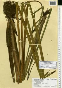 Sparganium erectum L., Eastern Europe, Central forest-and-steppe region (E6) (Russia)