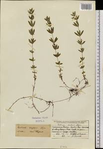 Cruciata glabra subsp. krylovii (Iljin) E.G.Naumova, Siberia, Western Siberia (S1) (Russia)