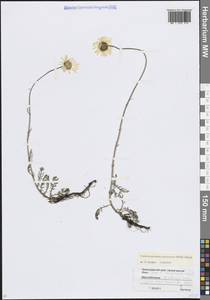 Tripleurospermum caucasicum (Willd.) Hayek, Caucasus, Krasnodar Krai & Adygea (K1a) (Russia)