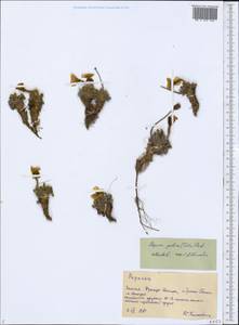 Papaver radicatum subsp. polare Tolm., Eastern Europe, Northern region (E1) (Russia)