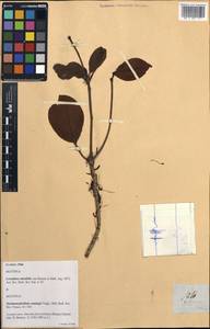 Loranthus mirabilis, South Asia, South Asia (Asia outside ex-Soviet states and Mongolia) (ASIA) (Philippines)