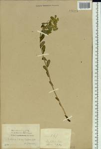 Euphorbia alpina C.A.Mey. ex Ledeb., Siberia, Baikal & Transbaikal region (S4) (Russia)