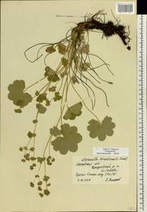 Alchemilla hirsuticaulis H.Lindb., Eastern Europe, Moscow region (E4a) (Russia)