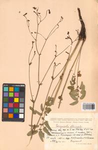 Sanguisorba officinalis L., Siberia, Russian Far East (S6) (Russia)