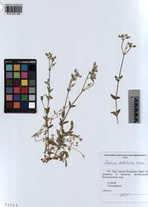 KUZ 004 556, Cerastium holosteoides Fries emend. Hyl., Siberia, Altai & Sayany Mountains (S2) (Russia)