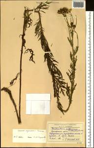 Jacobaea erucifolia subsp. argunensis (Turcz.) Veldkamp, Siberia, Russian Far East (S6) (Russia)