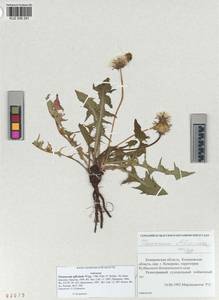 Taraxacum officinale Weber ex Wiggins, Siberia, Altai & Sayany Mountains (S2) (Russia)