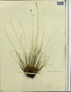 Carex myosuroides Vill., Siberia, Yakutia (S5) (Russia)