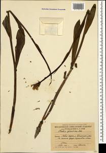 Traunsteinera sphaerica (M.Bieb.) Schltr., Caucasus, South Ossetia (K4b) (South Ossetia)