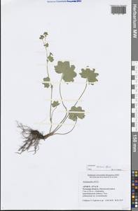 Alchemilla micans Buser, Eastern Europe, Central region (E4) (Russia)