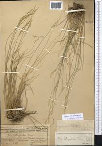 Poa attenuata Trin., Middle Asia, Muyunkumy, Balkhash & Betpak-Dala (M9) (Kazakhstan)