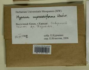 Hypnum cupressiforme Hedw., Bryophytes, Bryophytes - Crimea (B3a) (Russia)