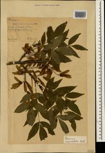 Fraxinus angustifolia Vahl , nom. cons., Crimea (KRYM) (Russia)