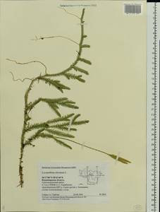 Lycopodium clavatum L., Eastern Europe, Central region (E4) (Russia)