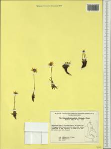 Arctanthemum integrifolium (Richards.) Tzvelev, Siberia, Chukotka & Kamchatka (S7) (Russia)