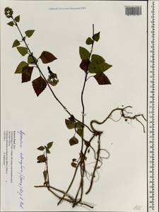 Ageratina adenophora (Spreng.) R. King & H. Rob., South Asia, South Asia (Asia outside ex-Soviet states and Mongolia) (ASIA) (Nepal)