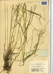 Elymus sibiricus L., Siberia, Altai & Sayany Mountains (S2) (Russia)