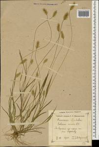 Setaria viridis (L.) P.Beauv., Caucasus, Georgia (K4) (Georgia)