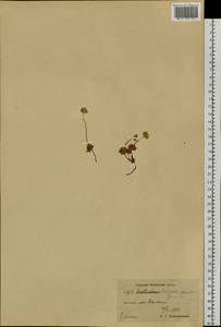 Androsace chamaejasme subsp. lehmanniana (Spreng.) Hultén, Siberia, Chukotka & Kamchatka (S7) (Russia)