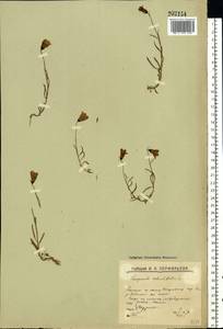 Campanula rotundifolia L., Eastern Europe, Northern region (E1) (Russia)