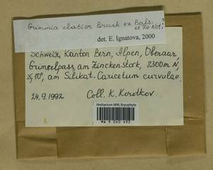 Grimmia elatior Bruch ex Bals.-Criv. & De Not., Bryophytes, Bryophytes - Western Europe (BEu) (Switzerland)