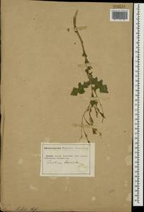 Lactuca serriola L., Eastern Europe, South Ukrainian region (E12) (Ukraine)