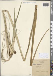 Acorus calamus var. angustatus Besser, Siberia, Yakutia (S5) (Russia)